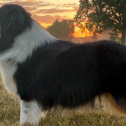 Australian Shepherds, Miniature American Shepherds, and Toy Australian Shepherds from OR Aussies