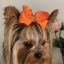 Lady - Yorkshire Terrier
