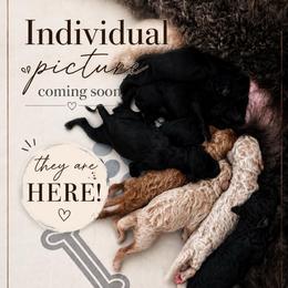 Coming Soon - Phantom female Poodle puppy in Spring Hill, Florida from Lecanto Puppy