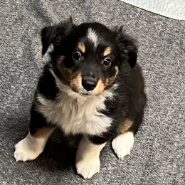 Girl 3 - Black tri Miniature Australian Shepherd puppy in Corydon, Indiana from Arbuckle’s Lookin Good Aussies (LGA)