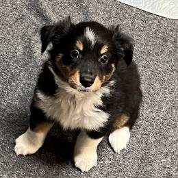 Girl 3 - Black tri Miniature Australian Shepherd puppy in Corydon, Indiana from Arbuckle’s Lookin Good Aussies (LGA)
