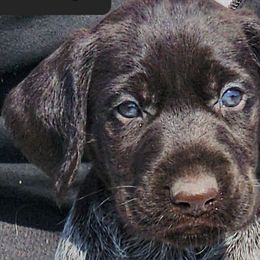 Stratego - Liver and white German Wirehaired Pointer puppy in Wellston, Ohio from Blue Line GWPs