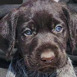Stratego - Liver and white German Wirehaired Pointer puppy in Wellston, Ohio from Blue Line GWPs