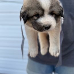 Mr Gray - White and badger male Great Pyrenees puppy in Idaho from Portneuf Range Pyrenees
