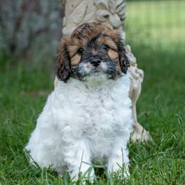 Blu - Tri-color male Cavapoo puppy in Gurdon, Arkansas from Franklin Ranch Pups