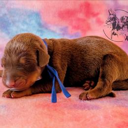Female 1 - Blue Collar - Red and rust female Doberman Pinscher puppy in Spencer, Indiana from Jackson's Dobermans
