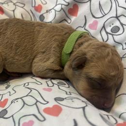 Lime Green Collar girl - Sedge female Chesapeake Bay Retriever puppy in Las Vegas, Nevada from Birdsview Chesapeake Kennel
