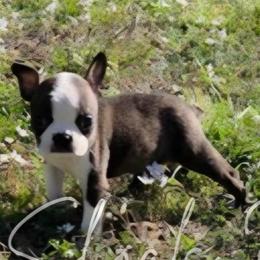 Tala - Boston Terrier