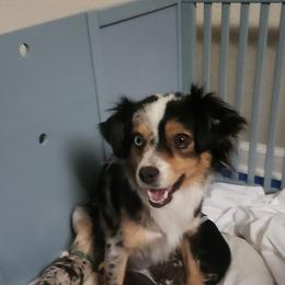 Miniature American Shepherd and Toy Australian Shepherd Puppies from Riverstone Aussies