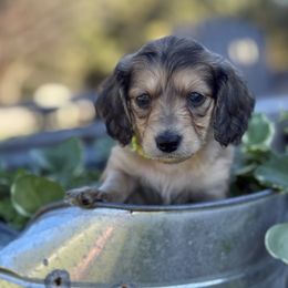Spice (AKC) - Cream female Dachshund puppy in Marshfield, Missouri from Hilltop Kennel LLC