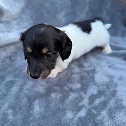 Boy 1 - Piebald male Dachshund puppy in Martinsville, Virginia from Rea's Doxies