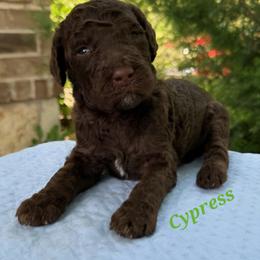 Cypress - Chocolate male Goldendoodle puppy in Pilot Point, Texas from K9 Sidekicks, LLC