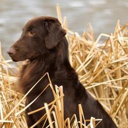 Flat-Coated Retrievers from Eden Retrievers