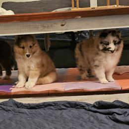 Shetland Sheepdog Puppies from Winterfell Shetland Sheepdogs
