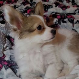 Boy 2 - White and red male Papillon puppy in Florida from Tammy's Papillon Playpen