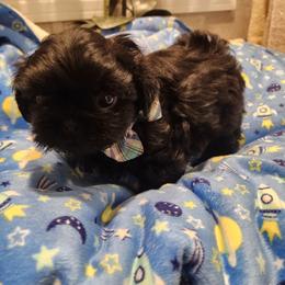 Shih Tzu Puppies from Grandma Ts Precious Puppies