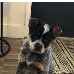 Australian Cattle Dog Puppies from Rockin C Heelers