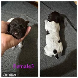 Yara - Liver and white female German Wirehaired Pointer puppy in Kentucky from Triple Springs Farm