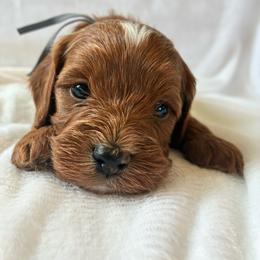 Rain - Apricot male Cavapoo puppy in Adrian, Oregon from ApplebyFarm
