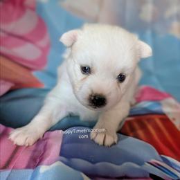 Rayne - 2000 - White female Pomsky puppy in Spring Hill, Florida from www.PuppyTimeEmporium.com