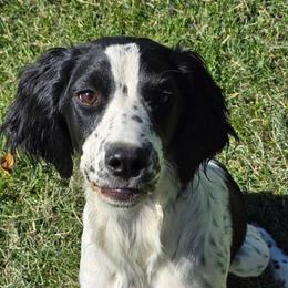 Savannah Bananas - White and black female English Springer Spaniel puppy in Palisade, Colorado from Bigfoot's Kennel