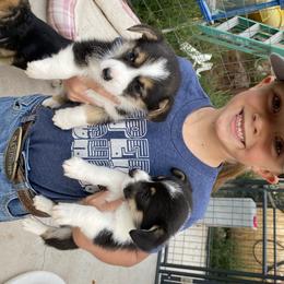 Pembroke Welsh Corgi Puppies from Davies Ranch Pembroke Welsh Corgis