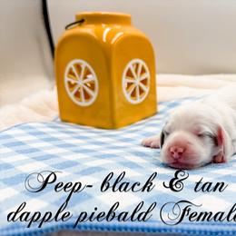 Peep - Dapple female Dachshund puppy in Prairieville, Louisiana from Southern Barron Danes & Dachshunds