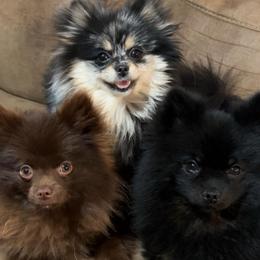 Teddy - Black and tan male Pomeranian puppy in Hughes Springs, Texas from Hughes Springs Tx Poms