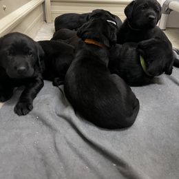 Labrador Retriever Puppies from Brush Creek Retrievers