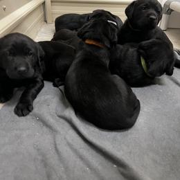 Labrador Retriever Puppies from Brush Creek Retrievers