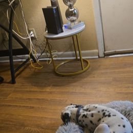 Dalmatian Puppies from America's Dalmatian Friends