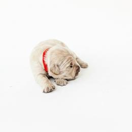 Aunt Agatha - Golden female Golden Retriever puppy in Fairview, Tennessee from Full of Grace Goldens