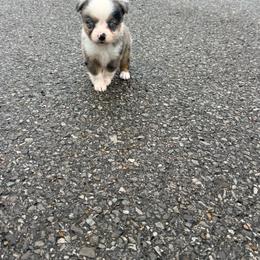Misty - Blue merle female Toy Australian Shepherd puppy in Puryear, Tennessee from A&W Toy Aussies