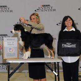 Miniature American Shepherd All Grown Up from Treasures Miniature American Shepherds