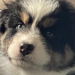 Tootsie ❤️ - Black tri-color Australian Shepherd puppy in Martha’s Vineyard, Massachusetts from Cranberry Hill Aussies
