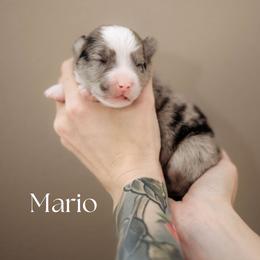 MARIO - Blue merle male Miniature American Shepherd puppy in Puyallup, Washington from FERGI’S GEMINI MAS