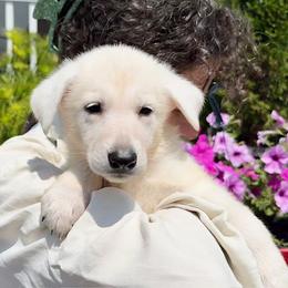 Rapha - White female German Shepherd puppy in Perkasie, Pennsylvania from Twila Ruth Herot