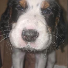 Huck - Blue belton and tan (tri-color) male English Setter puppy in Morrice, Michigan from Wild Bird Setters