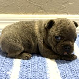 French Bulldog puppies from JD French Bulldogs, Mini Poodles, and Border Collies