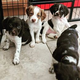 Brittany Puppies from Fieldstone Bird dog Kennels