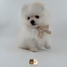 Teddy - White male Pomeranian puppy in California from Petite Poms Of CA