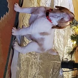 Brittany Puppies from Wind Mountain Kennels