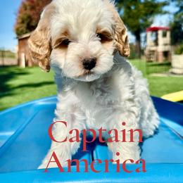 Boy 4 - male Bernedoodle puppy in Vacaville, California from Dillon Doodles