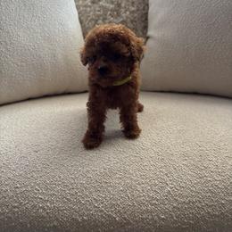 Poodle puppies from Bri’s Toy Poodles