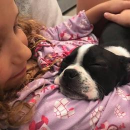 Boston Terrier Puppies from Lola’s House of Bostons & Rescue