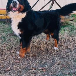 Duke - Bernese Mountain Dog