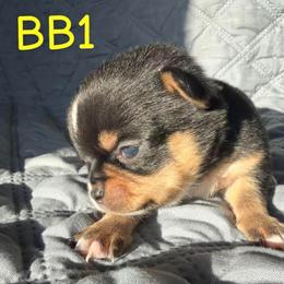 Tiny Tim - Black and tan male Chihuahua puppy in Harlan, Iowa from Home Grown Chihuahuas From Iowa