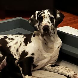 Elsa - Great Dane