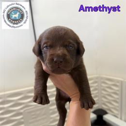 Amethyst - Chocolate female Labrador Retriever puppy in Elloree, South Carolina from Moonlight Kennels LLC