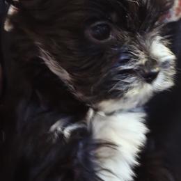 Donald - Parti male Yorkshire Terrier puppy in Hamilton, Ohio from Purebred Yorkies of Ohio